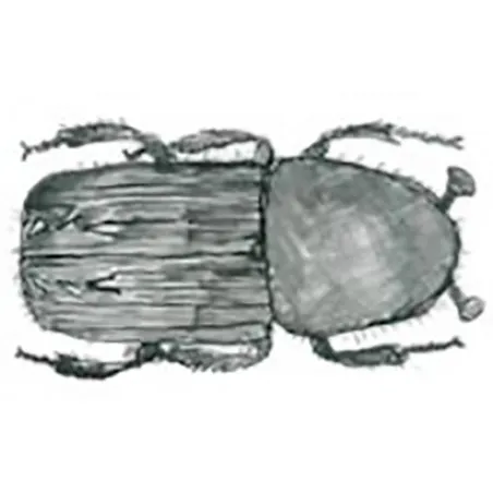 Pityogenes chalcographus